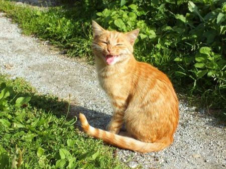 Katze lacht